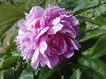 wp4045170c.jpg
